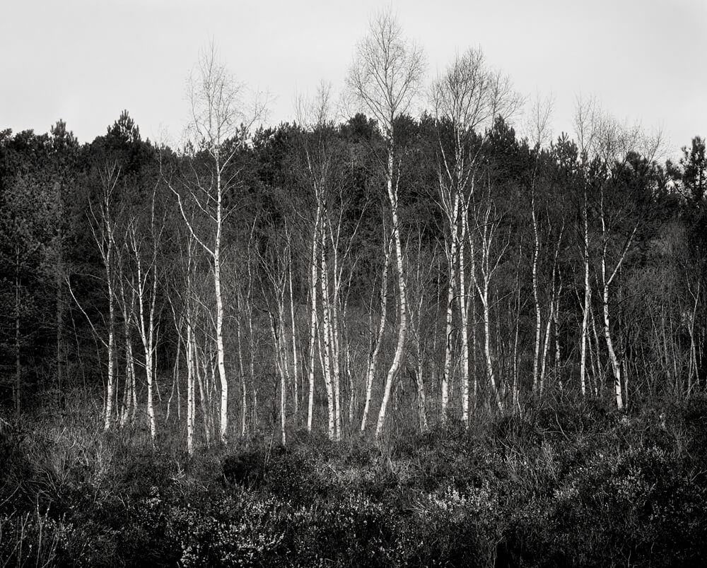 Rise & Fall - Mark Nettenbreijers - Phases Magazine