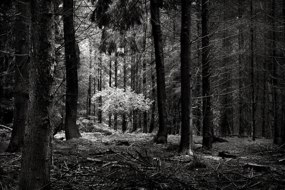 Rise & Fall - Mark Nettenbreijers - Phases Magazine