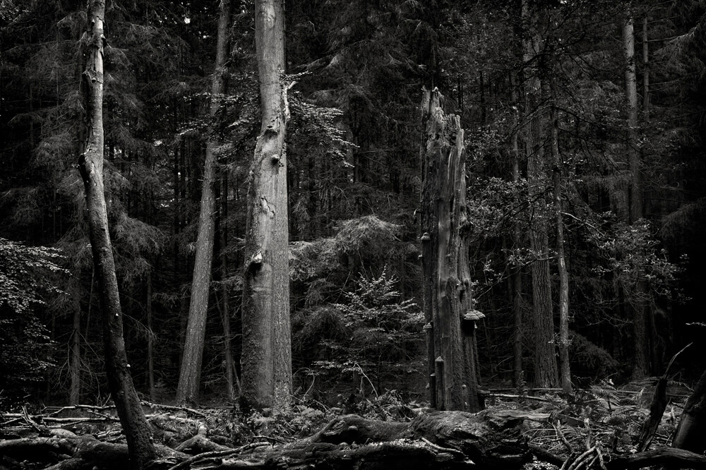 Rise & Fall - Mark Nettenbreijers - Phases Magazine