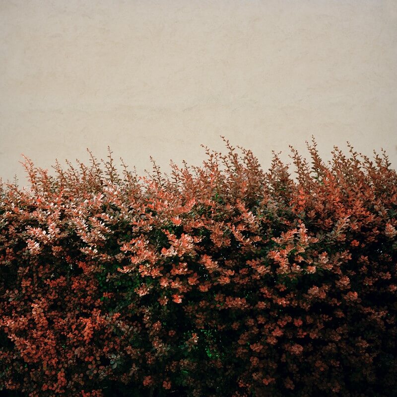 Lost Strange Things: On not finding home - Tanya Traboulsi - Phases Magazine