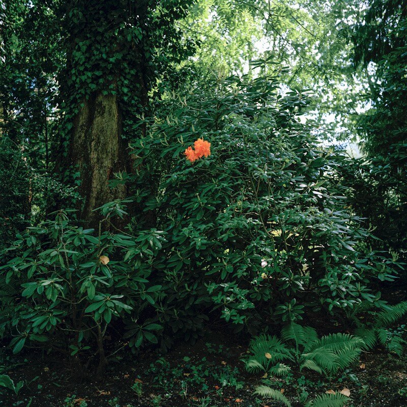 Lost Strange Things: On not finding home - Tanya Traboulsi - Phases Magazine