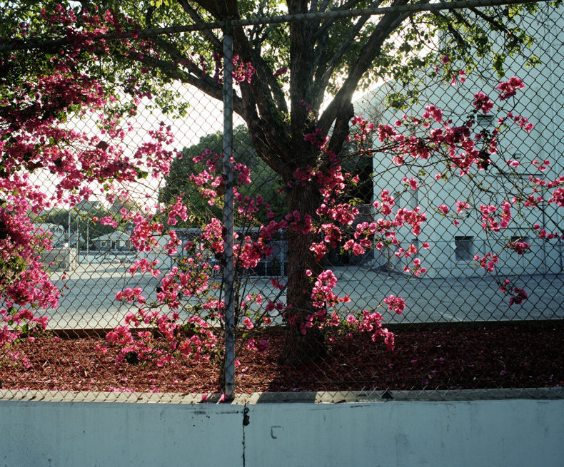 Some LA Flowers - Adam Ianniello - Phases Magazine