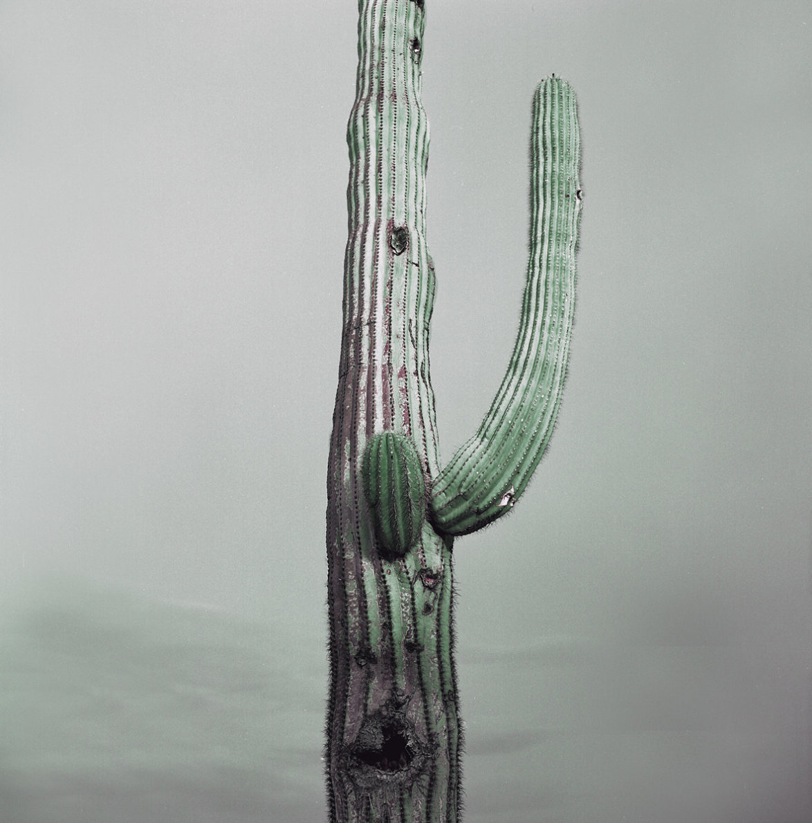 The Truth is in the Soil - Ioanna Sakellaraki - Phases Magazine