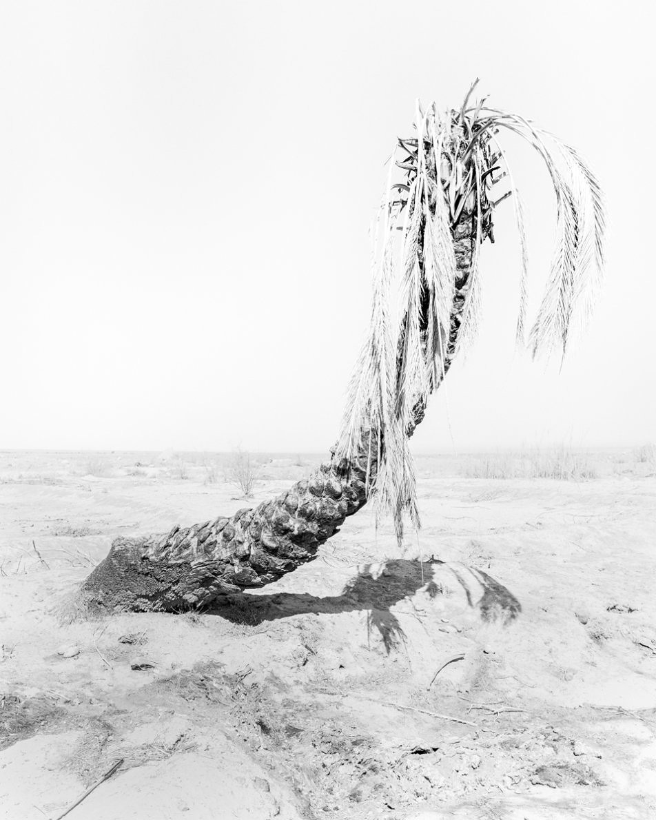Conference of The Birds - Sybren Vanoverberghe - Phases Magazine