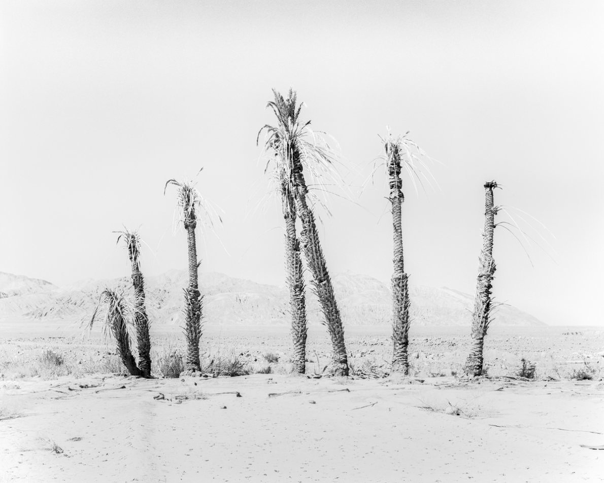 Conference of The Birds - Sybren Vanoverberghe - Phases Magazine