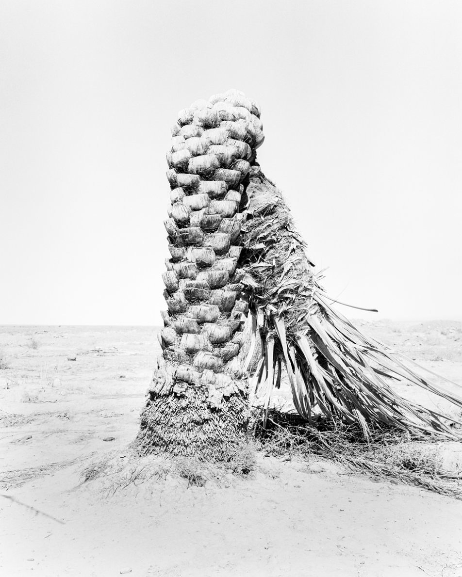 Conference of The Birds - Sybren Vanoverberghe - Phases Magazine
