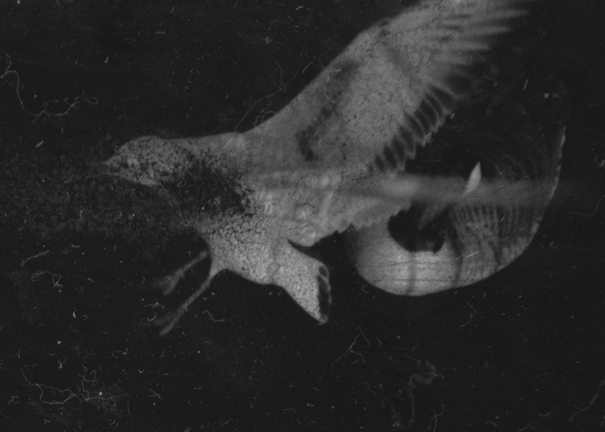 Mayflies - Dimitra Dede - Phases Magazine