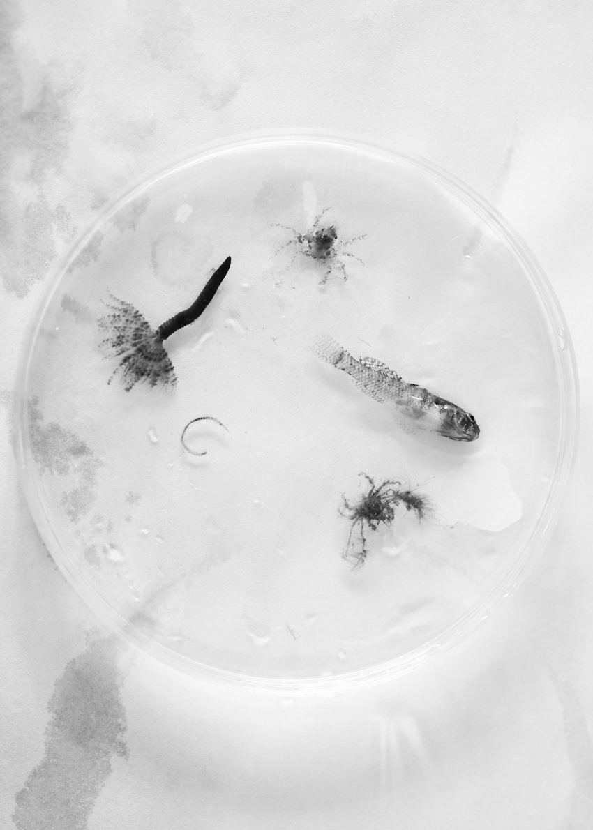 Immersion - Aude Le Barbey - Phases Magazine