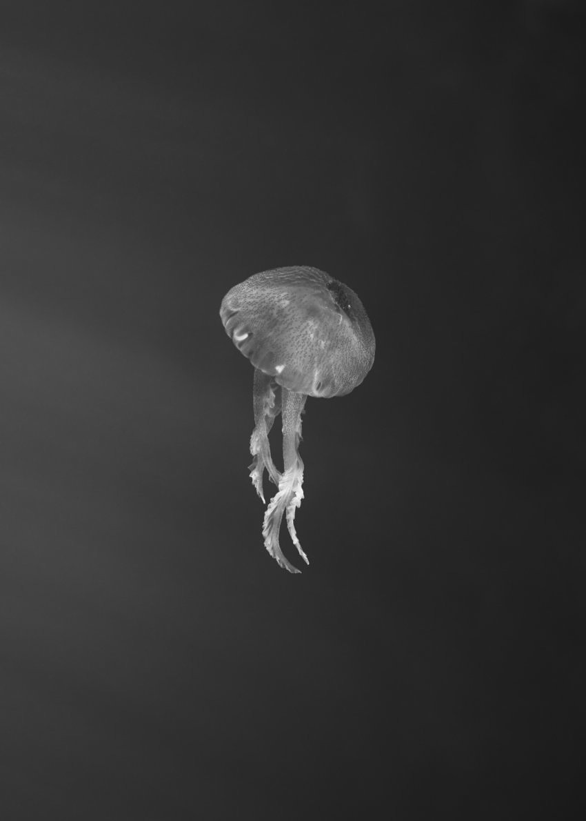 Immersion - Aude Le Barbey - Phases Magazine