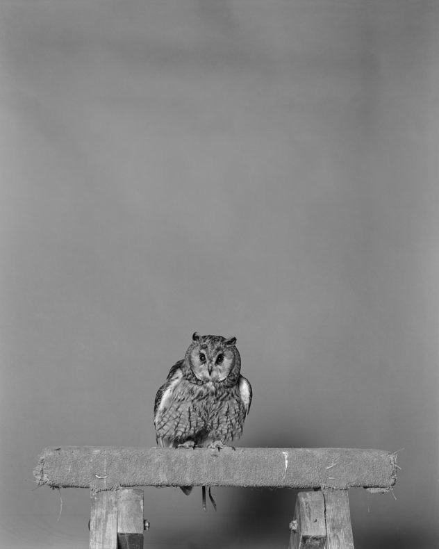 Parliament of Owls - Jack Latham - Phases Magazine