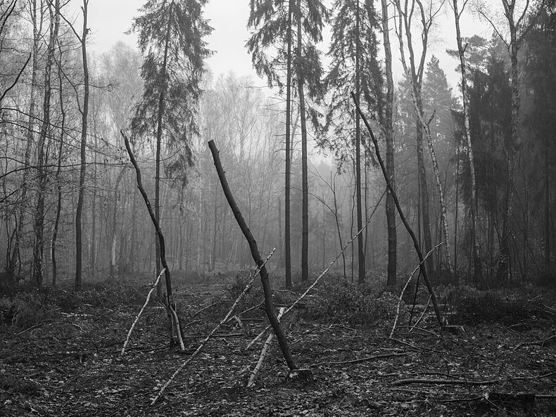 Forest works - Michal Luczak - Phases Magazine